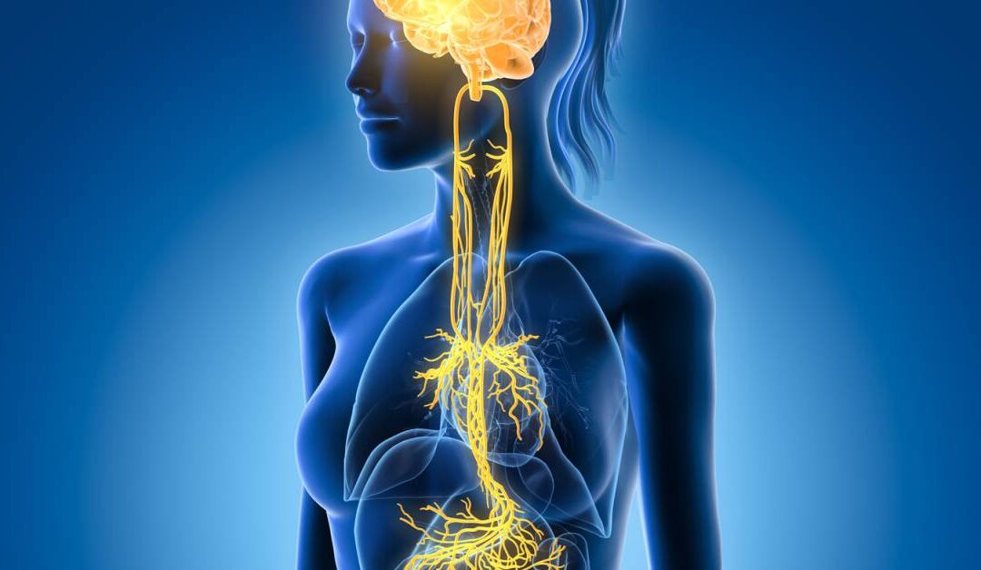 Vagus Nerve